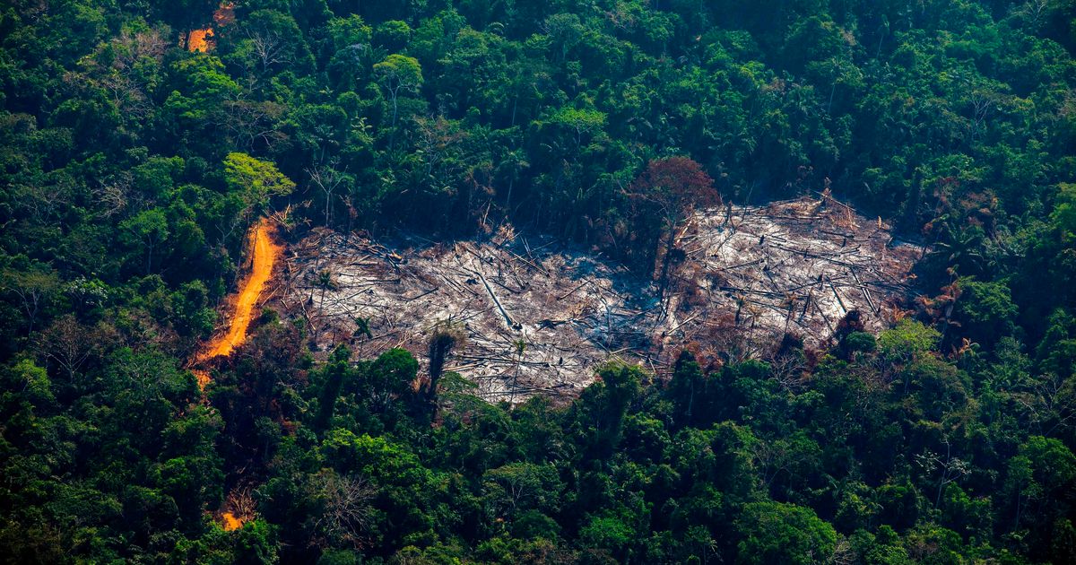 Deforestation in the  threatens one of the world's largest