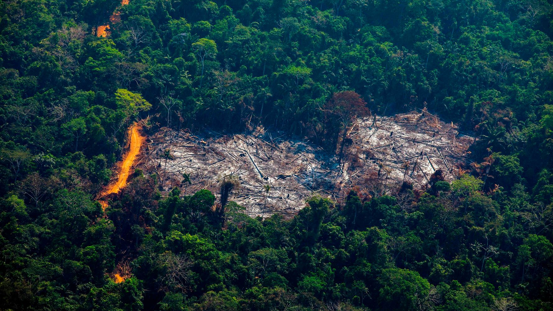 devastating-photos-of-the-world-s-deforestation