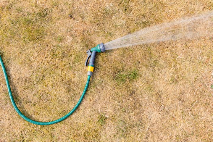 Watering parched, dry, brown grass with hosepipe