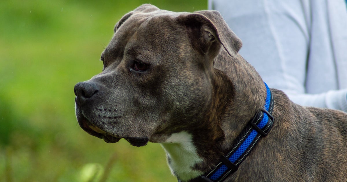 Dog Mistaken For Pit Bull Detained For Months Under Ontario Law
