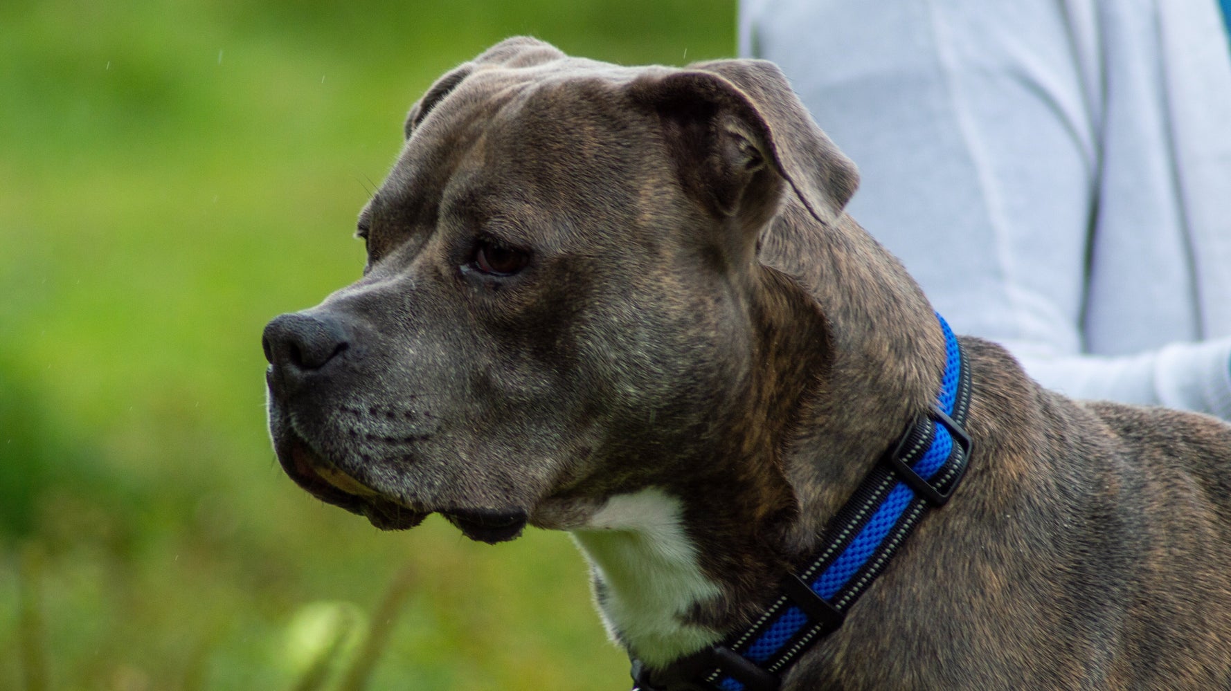 dog mistaken for pit bull detained for