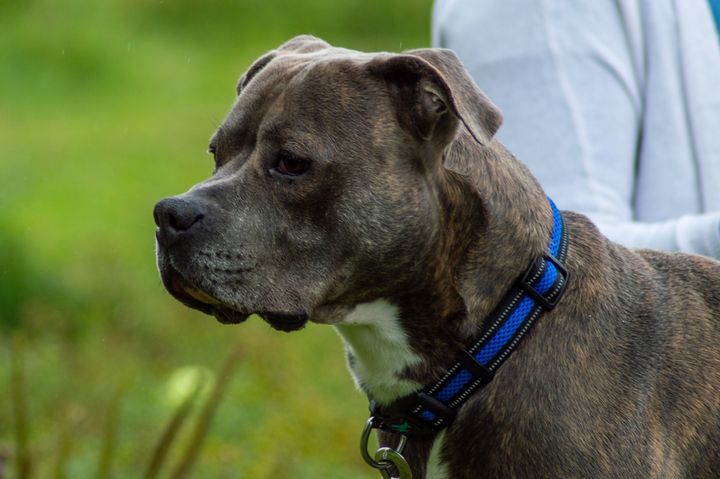Odie, a three-year-old Boxador, was detained by an Ontario pound for 65 days because it thought he was a pit bull. 