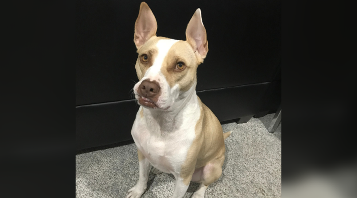 Lawyer Bobby Russon's dog GeorDee, a very good girl and bulldog mix.