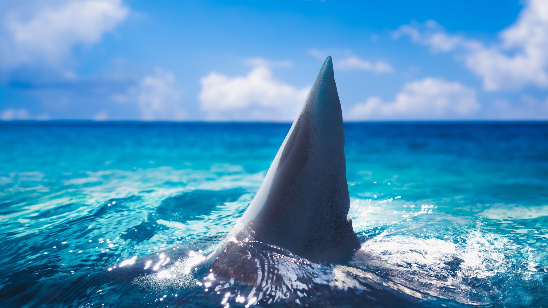 Surfer Catches Air At Florida Beach, Lands On Chomping 6-Foot Shark