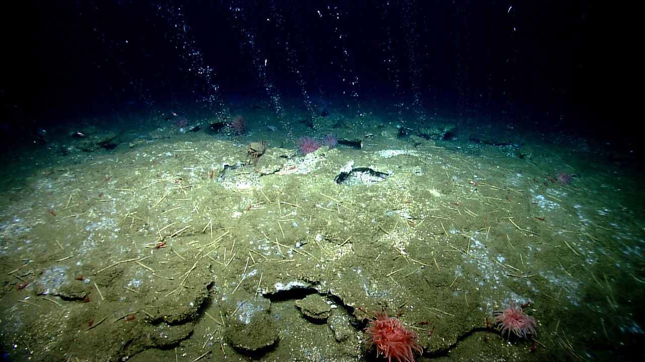 Methane bubbles out of the seafloor off the coast of Virginia, north of Washington Canyon.