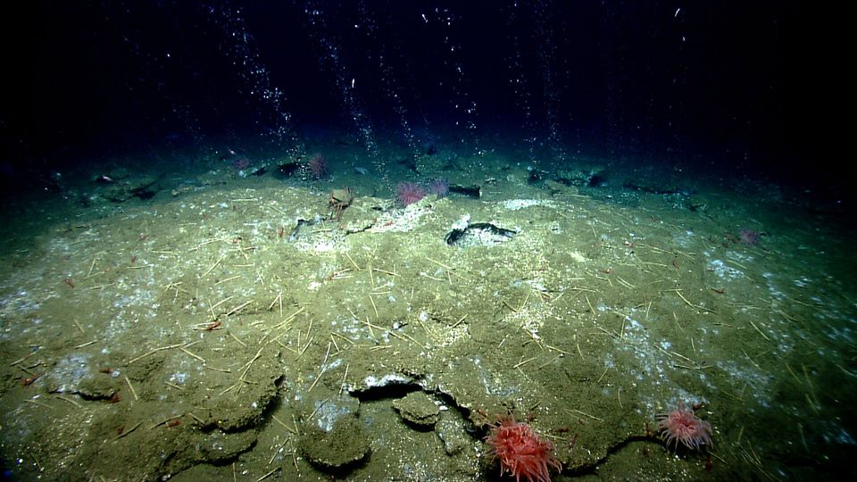 Des bulles de méthane s’échappent du plancher océanique, au nord du canyon...