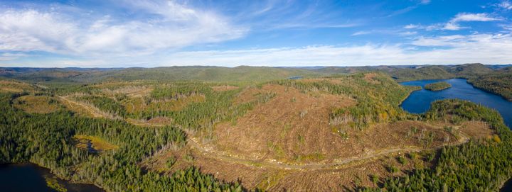 An area of boreal forest in Canada that's been clear cut