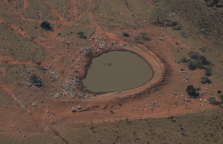 Cattle gathered near a watering hole in a forest in Bolivia where nearby wildfires take hold of the Amazon rainforest Aug. 29, 2019. this area of Bolivia is a zone of dry forest, farmland and open prairies that has seen an expansion of deforestation in recent years.