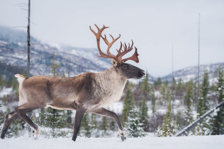 Male woodland caribou walking in the snow in Charlevoix, Quebec.