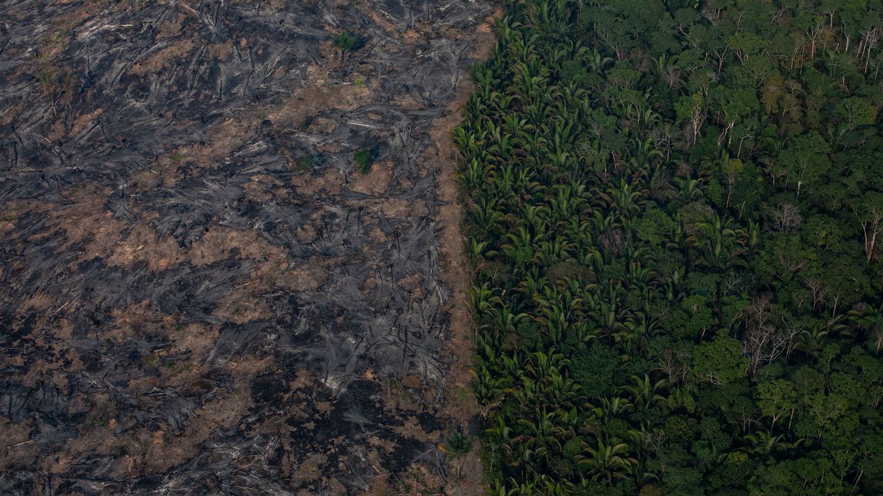 A section of the Amazon rainforest is shown after being decimated by wildfires on Sunday in the Candeias do Jamari region near Porto Velho, Brazil. According to Brazil's National Institute of Space Research, the number of fires detected by satellite in the Amazon region this month is the highest since 2010.