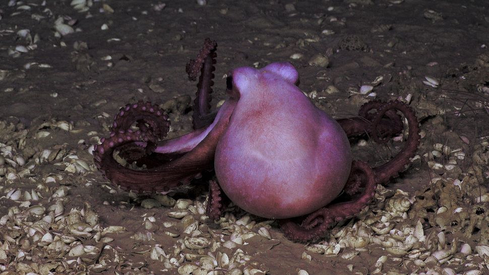An octopus at Blake Ridge seep.
