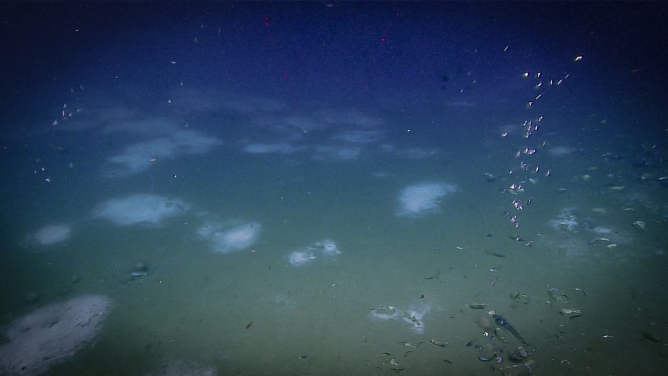 Mats of white beggiatoa bacteria carpet the seafloor at an active seep off the Atlantic coast.
