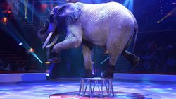 Le Danemark va acheter les 4 derniers éléphants de cirque du pays pour leur offrir une