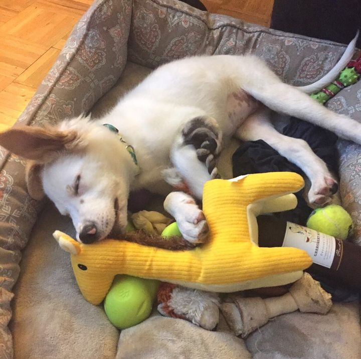 The author’s dog, Gussie, experiencing toy overload as a puppy. 