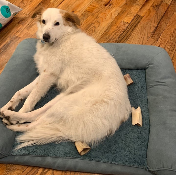 The author's dog, Gussie, all grown up. These very hard cattle bones are some of the only toys that can endure Gussie’s strength.