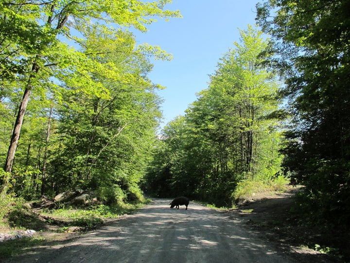 An escaped pig standing in the road.