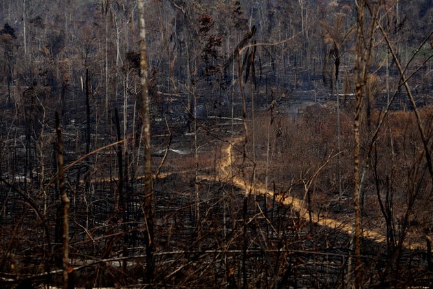 Árvores destruídas pelo fogo na Floresta Nacional Jacunda, perto de Porto Velho, em Rondônia,...