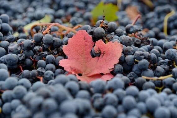 イタリアの隠れた秋。収穫後のぶどう畑の紅葉が美しいって知っていまし