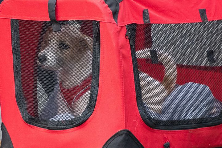 A 15-week-old Jack Russell-cross puppy adopted by Prime Minister Boris Johnson and his partner Carrie Symonds arrives in Downing Street, London.