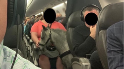 Un cheval miniature prend l’avion aux