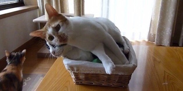 猫をクッションに横たわる猫 見事な懐柔テクニックを見せる ハフポスト News