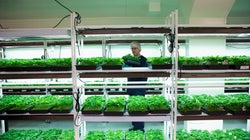 Les Pays-Bas vont produire leur propre cannabis, qui sera vendu en