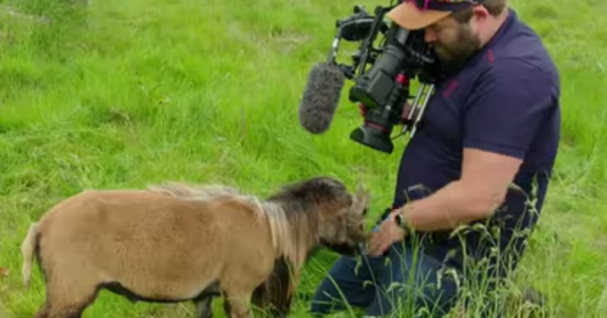 BBC Journalist Learns That Lesson About Never Working With Animals
