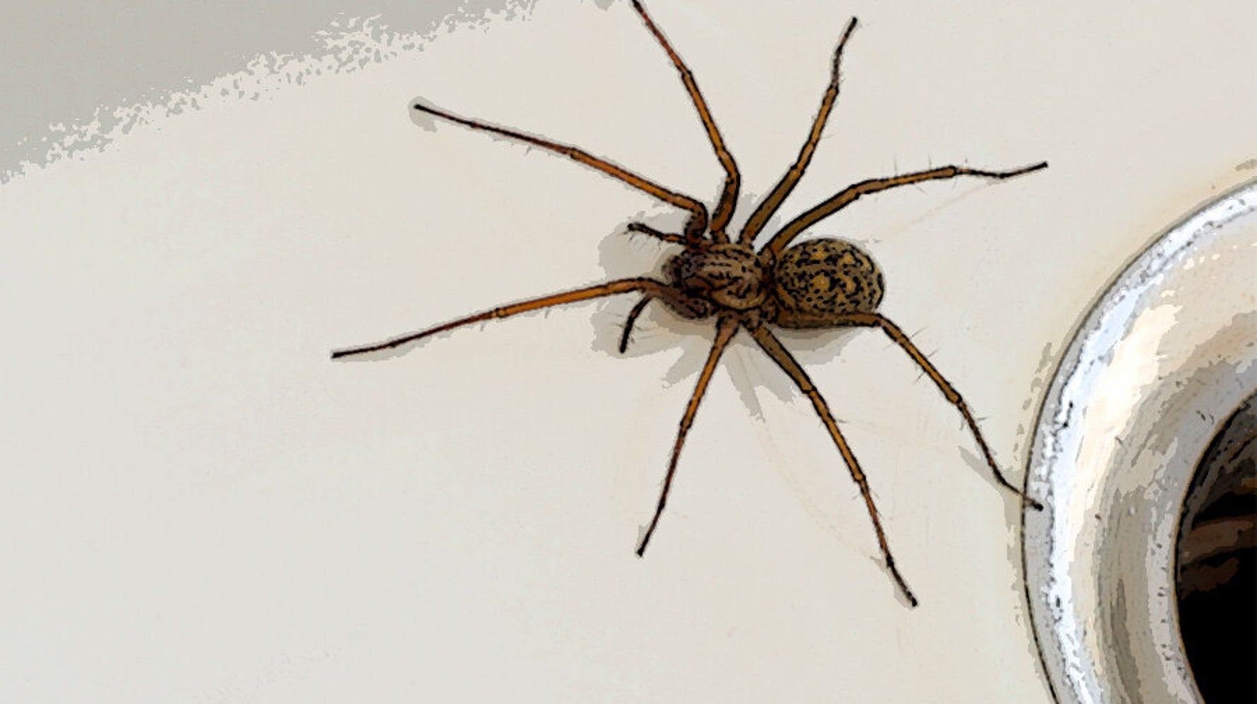 How To Get Rid Of Spiders Because They Re Infiltrating Our