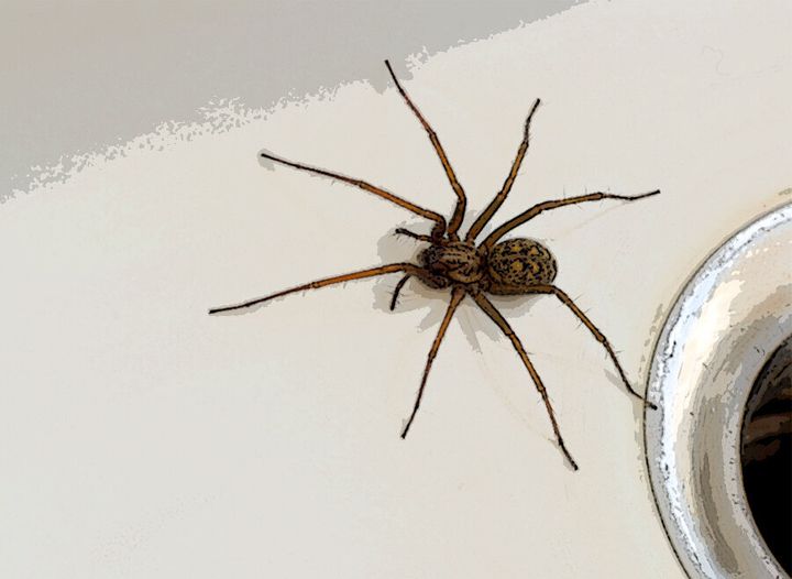 "Don't mind me." Spiders are heading indoors to mate.