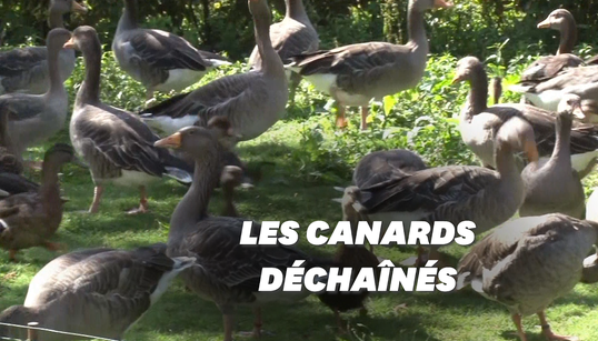 Ces canards envoient leur propriétaire au tribunal à cause de leurs caquètements trop