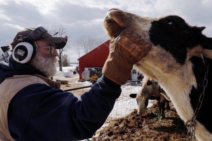 Dairy farmer Fred Stone checks on his cows in March after discovering the soil, hay and milk from the cows on the farm in Aru