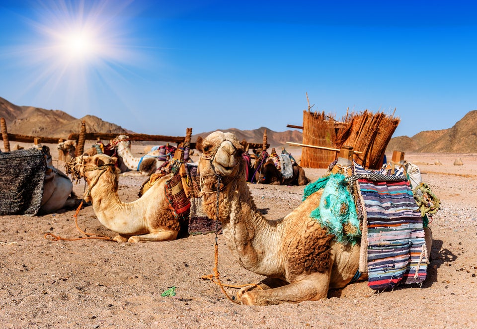 caravan of camels rests in desert under blue sky