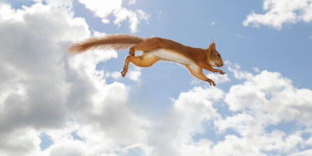 Red squirrel against sky in mid-air after jump, Bispgarden, Jamtland,