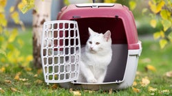 고양이 데리고 비행기 탄 날에 생긴