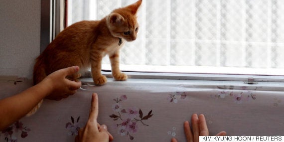 일본 열차에 고양이 30마리를