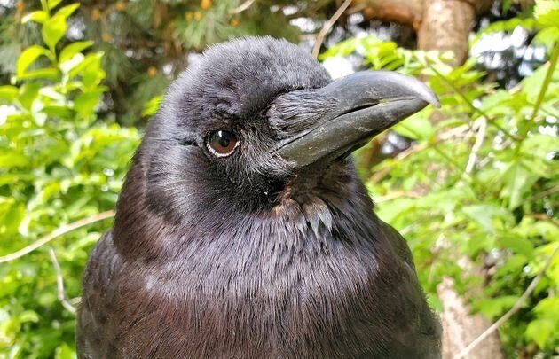 Canuck the Crow, Vancouver's most famous corvid, pictured shortly after his new babies hatched. 