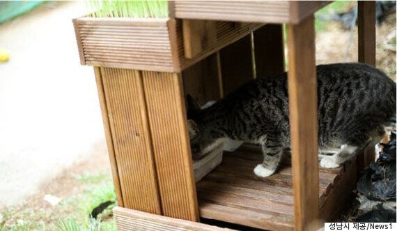 성남시가 9개 공원에 고양이 급식소를