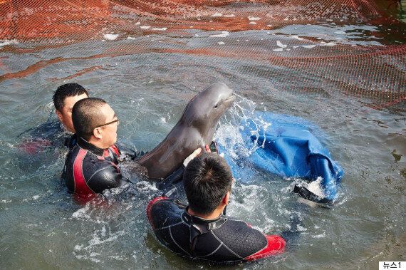 토종돌고래 상괭이 1,300마리가 매년 혼획으로