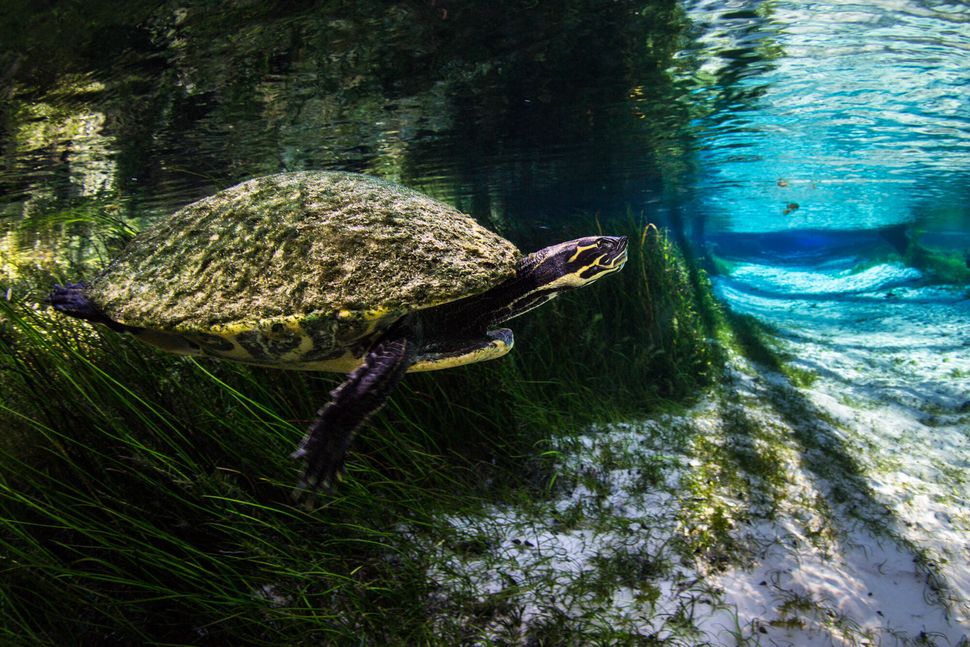 A Suwannee cooter swims out of the vegetation and into the spring run at Blue Spring.