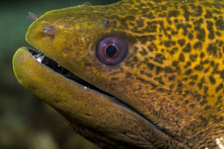 Could the infamous Nessie simply be a giant eel? 