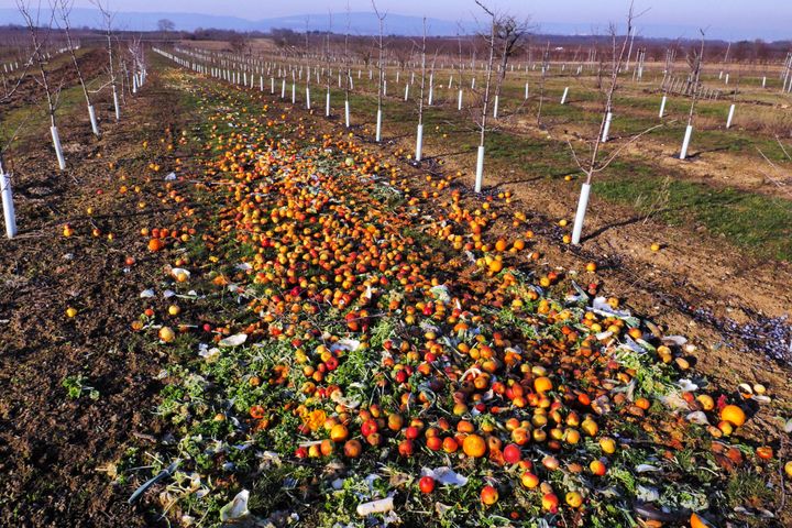 Fruit and vegetables with small blemishes are discarded to rot in plantations in rural Mainz. On average 55kg of foodstuff are thrown away each year by every single German. Febuary 2019
