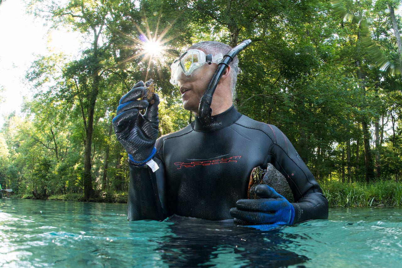 Biology professor Jerry Johnston holds a Florida red-bellied cooter and a loggerhead musk turtle at Gilchrist Blue Springs State Park during a turtle research day. The snorkelers capture turtles by hand, place them in a canoe and paddle them to land for a health assessment and tagging.