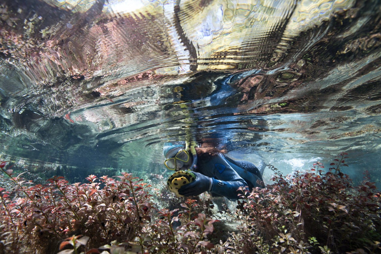 Turtle Project volunteer Dylan Vega catches a yellow-bellied slider during a turtle research day in the Ichetucknee River, a spring-fed tributary of the Santa Fe River. 