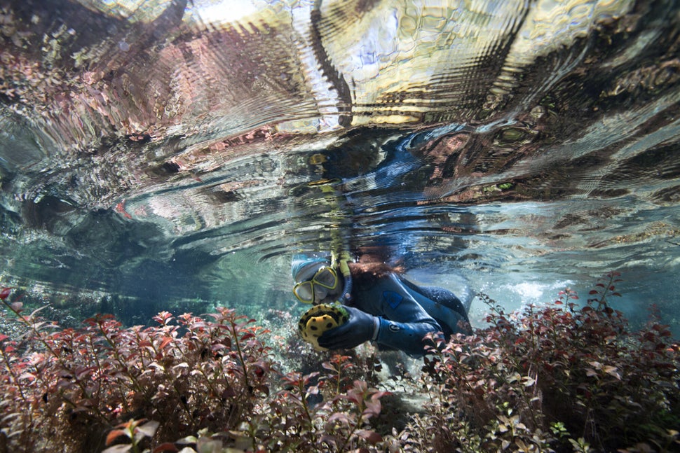 Turtle Project volunteer Dylan Vega catches a yellow-bellied slider during a turtle research day in the Ichetucknee River, a spring-fed tributary of the Santa Fe River. 