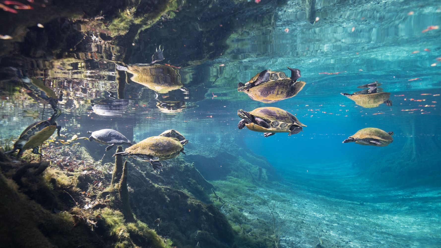 The Plight Of Florida's Turtles Tells A Troubling Story About Climate Destruction - HuffPost