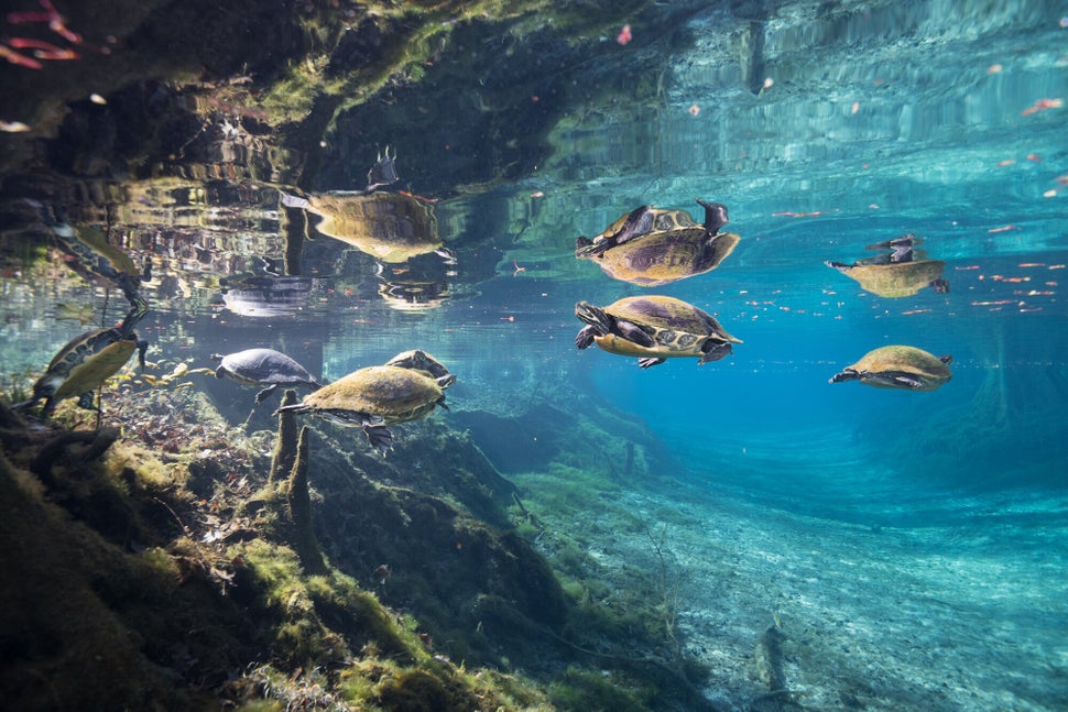 5d7131673b0000e540cef4ee In: Santa Fe River's Turtles Threatened by Over-pumping and Pollution | Our Santa Fe River, Inc. (OSFR) | Protecting the Santa Fe River River cooters hover in the clear water at Ginnie Spring along the Santa Fe River. The grasses have disappeared at Ginnie, and