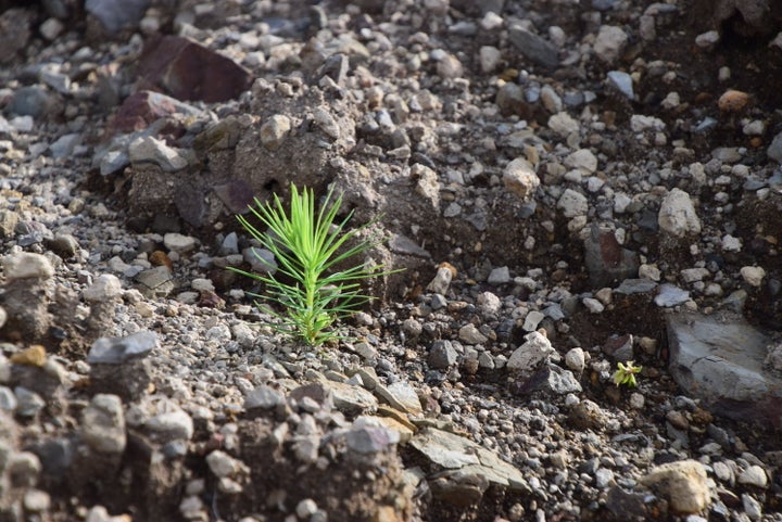 山道の道端にカラマツの小さな芽がいくつも出ていた=2019年9月1日