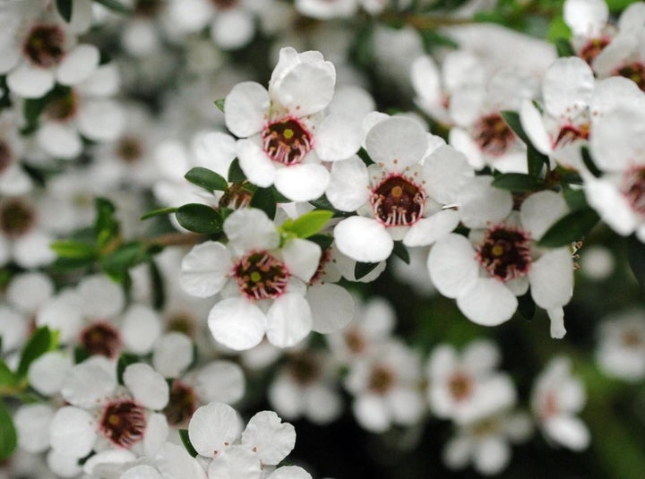 A close-up of a manuka bush.