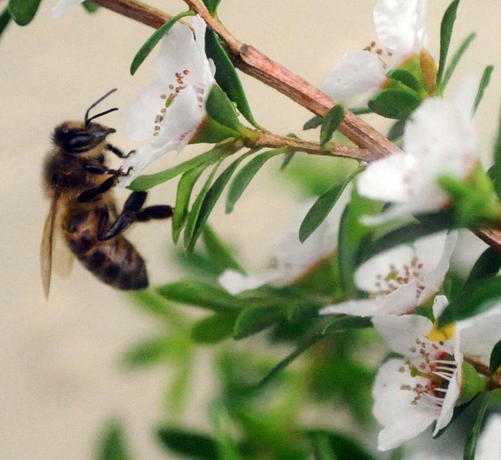 A bee hovers near the flower of a manuka bush.