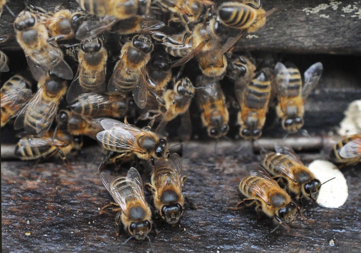 Bees at the entrance to a hive positioned close to manuka bushes.